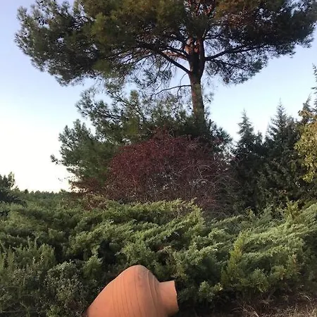 Tatil Evi Yesilin Ortasinda Huzur